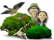 Look at screenshot of SnapShot Adventures - Secret of Bird Island